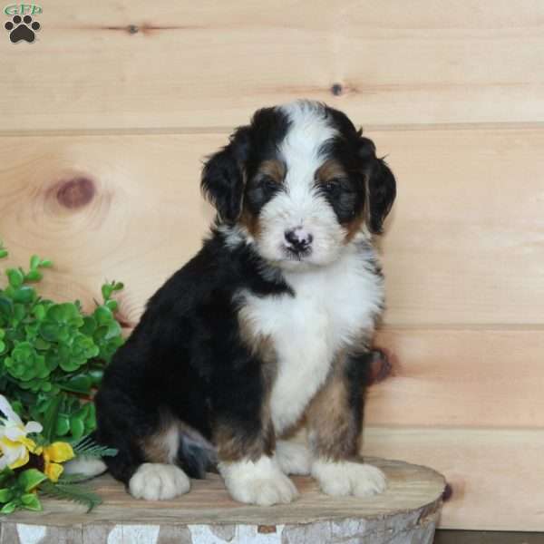Fudge, Bernedoodle Puppy